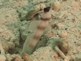 Amblyeleotris steinizi